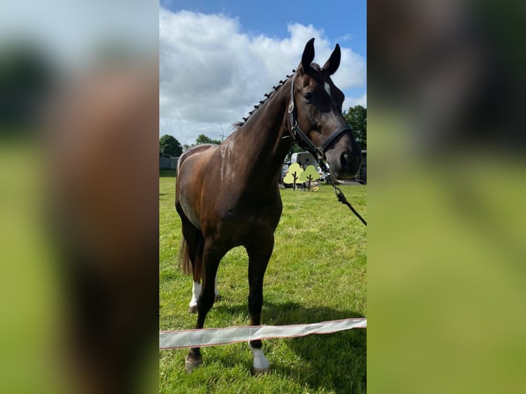 Westfaliano Caballo castrado 12 años 182 cm Alazán-tostado in Diekhusen