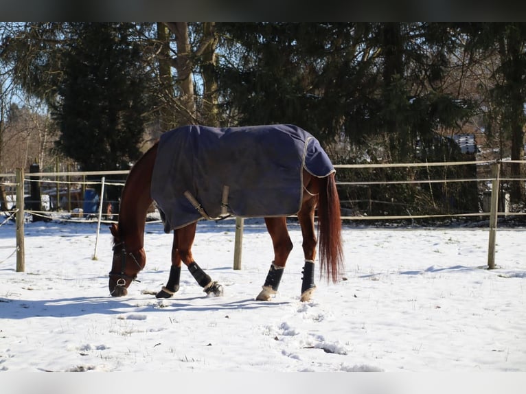 Westfaliano Caballo castrado 12 años 182 cm Alazán-tostado in Diekhusen