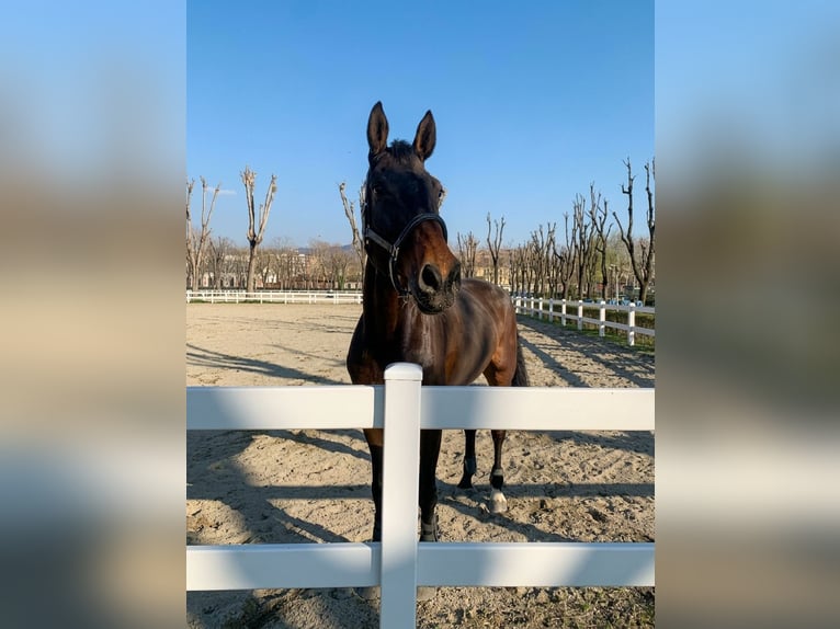 Westfaliano Caballo castrado 12 años 185 cm Castaño in Favria