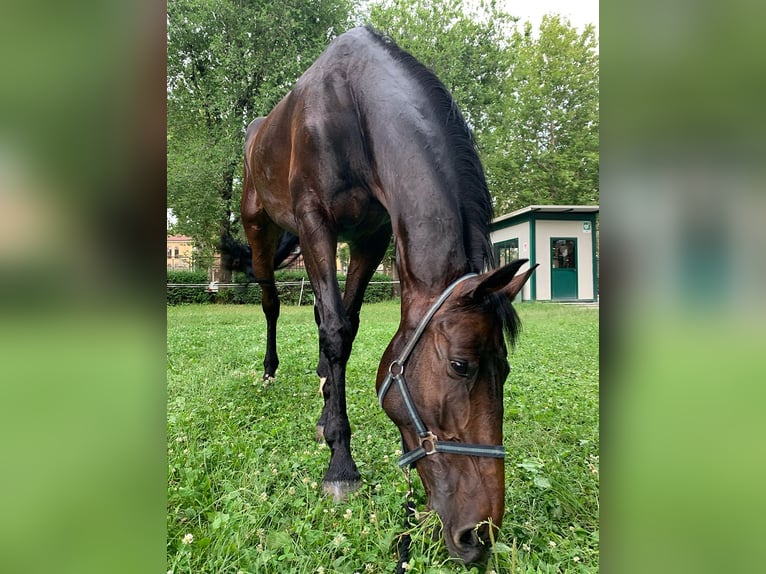 Westfaliano Caballo castrado 12 años 185 cm Castaño in Favria