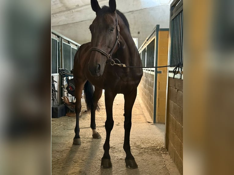 Westfaliano Caballo castrado 12 años 185 cm Castaño in Favria