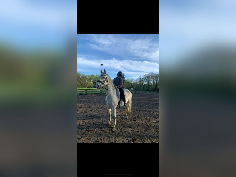 Westfaliano Caballo castrado 13 años 158 cm Tordo in Dülmen