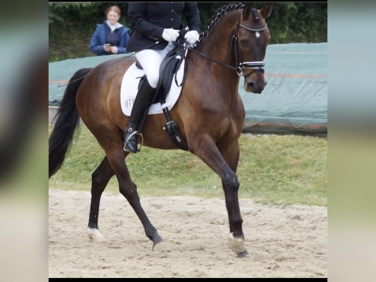 Westfaliano Caballo castrado 13 años 160 cm Castaño oscuro in Dülmen