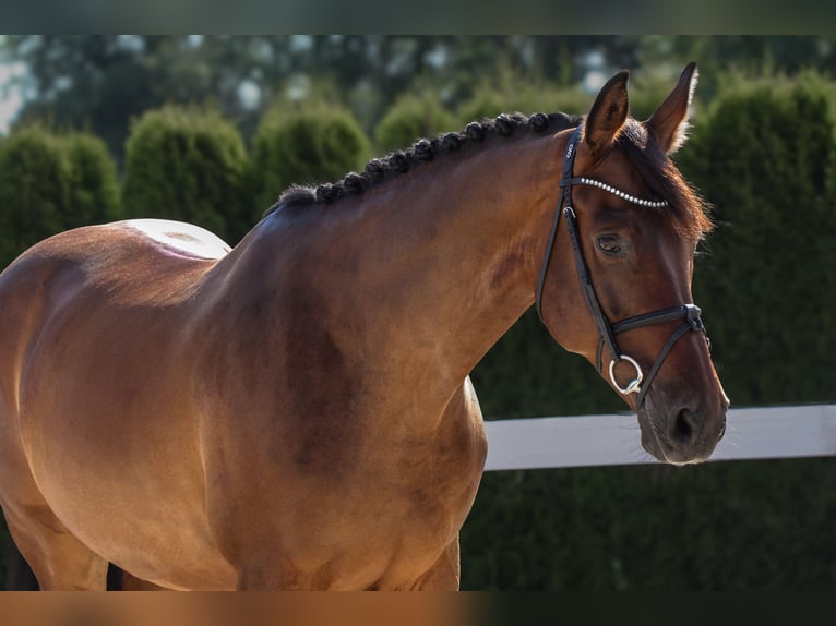 Westfaliano Caballo castrado 13 años 167 cm Castaño in Schw&#xE4;bisch Hall
