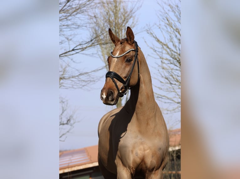 Westfaliano Caballo castrado 13 años 168 cm Alazán-tostado in Fröndenberg