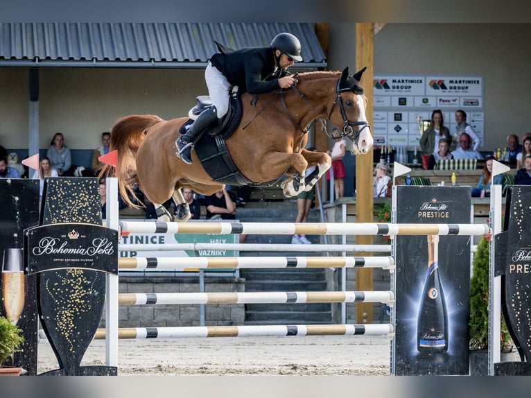 Westfaliano Caballo castrado 13 años 168 cm Castaño in zduchovice