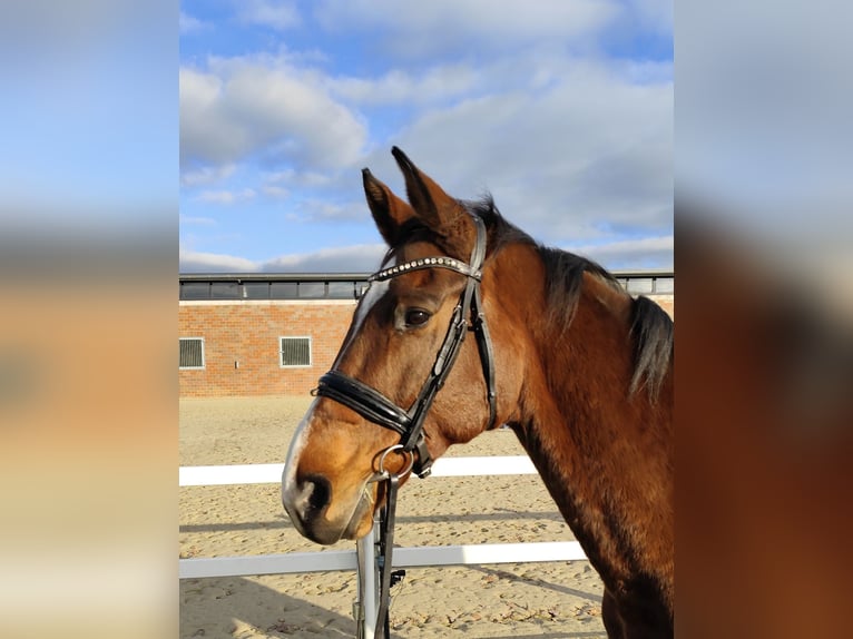 Westfaliano Caballo castrado 13 años 170 cm Castaño in Bad Laer