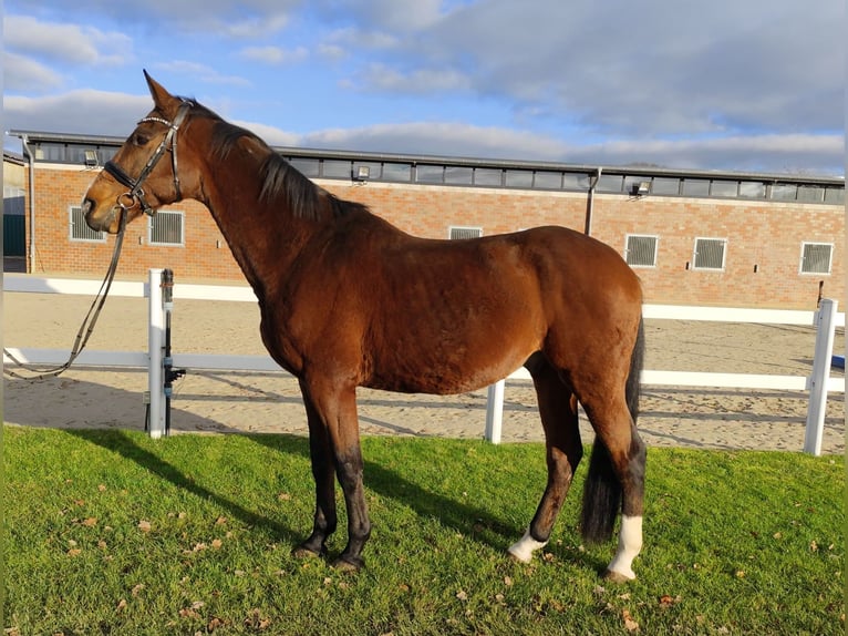 Westfaliano Caballo castrado 13 años 170 cm Castaño in Bad Laer