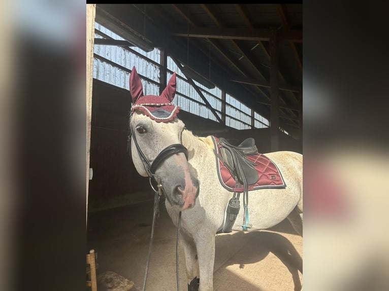 Westfaliano Caballo castrado 13 años 170 cm Tordo picazo in Illschwang
