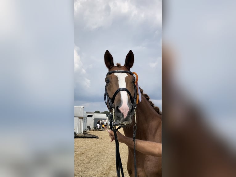 Westfaliano Caballo castrado 13 años 172 cm Alazán-tostado in Bottrop