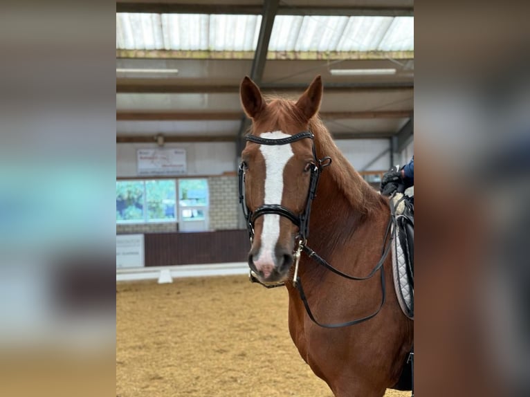 Westfaliano Caballo castrado 13 años 172 cm Alazán-tostado in Bottrop