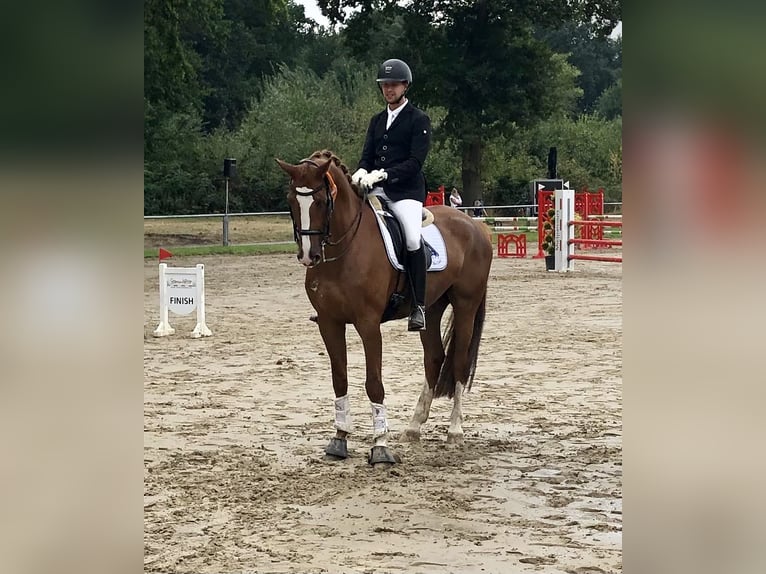 Westfaliano Caballo castrado 13 años 172 cm Alazán-tostado in Bottrop