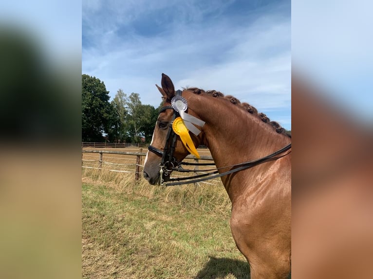 Westfaliano Caballo castrado 13 años 172 cm Alazán-tostado in Bottrop