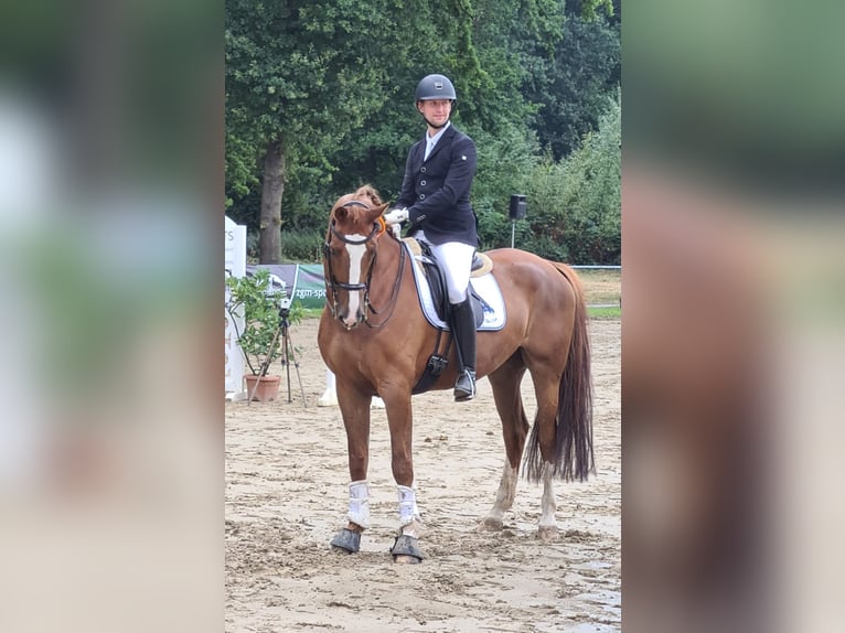 Westfaliano Caballo castrado 13 años 172 cm Alazán-tostado in Bottrop