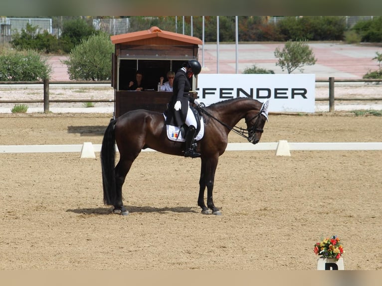 Westfaliano Caballo castrado 13 años 172 cm Castaño in Olari