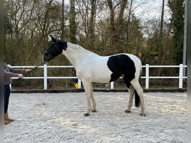 Westfaliano Caballo castrado 13 años 173 cm Pío in Berlin