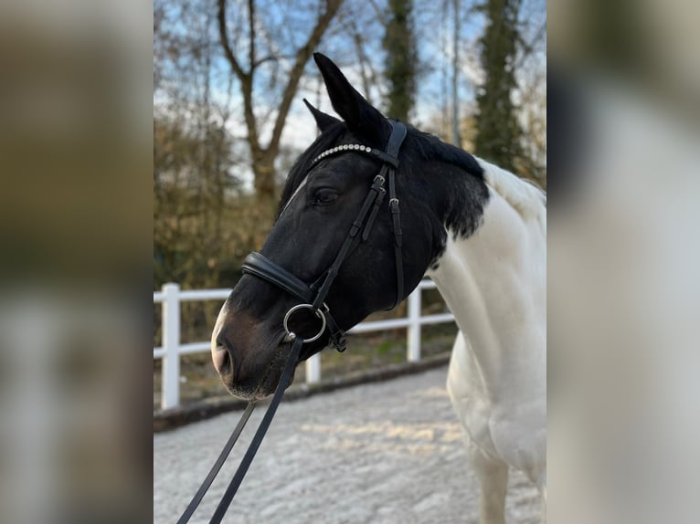 Westfaliano Caballo castrado 13 años 173 cm Pío in Berlin