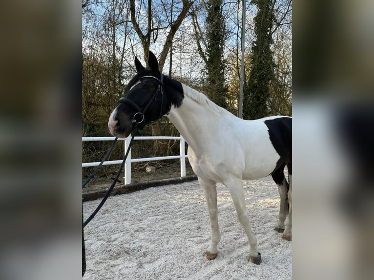 Westfaliano Caballo castrado 13 años 173 cm Pío in Berlin