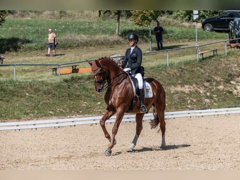 Westfaliano Caballo castrado 13 años 174 cm Alazán in Bad Soden am Taunus