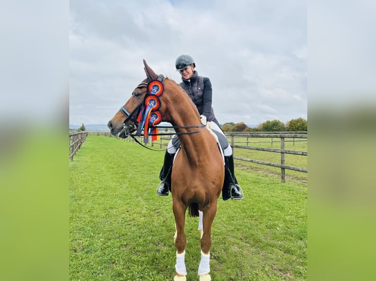 Westfaliano Caballo castrado 13 años 175 cm Alazán in Goldkronach