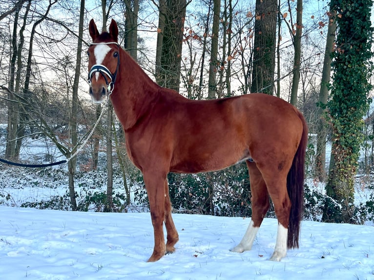 Westfaliano Caballo castrado 13 años 175 cm Alazán in Werther