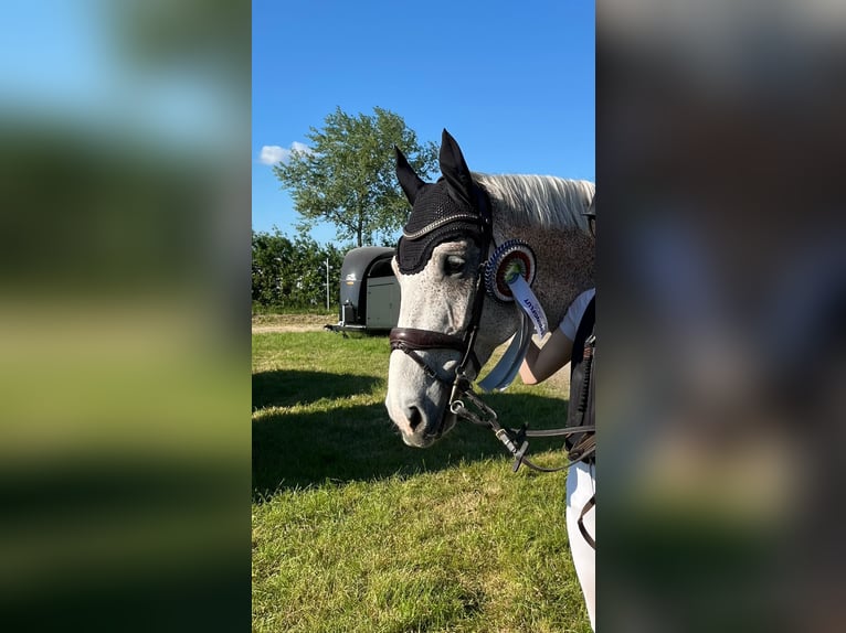 Westfaliano Caballo castrado 13 años 175 cm Tordo picazo in Braderup
