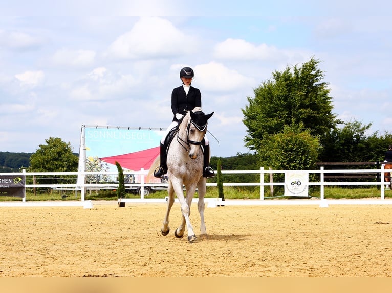 Westfaliano Caballo castrado 13 años 175 cm Tordo picazo in Braderup
