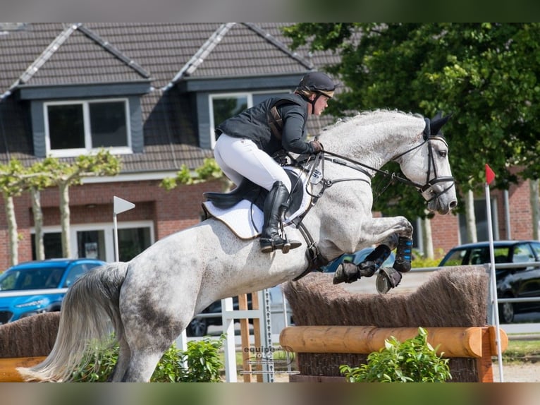 Westfaliano Caballo castrado 13 años 175 cm Tordo picazo in Braderup