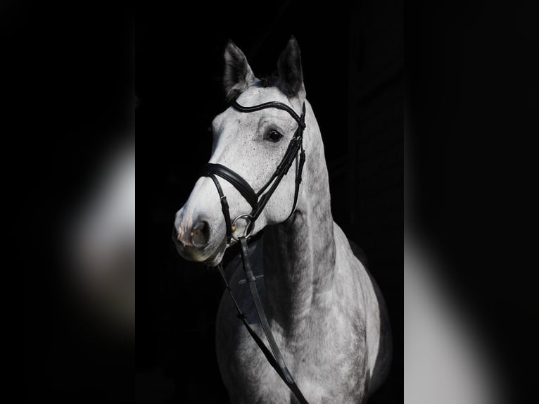 Westfaliano Caballo castrado 13 años 175 cm Tordo picazo in Braderup