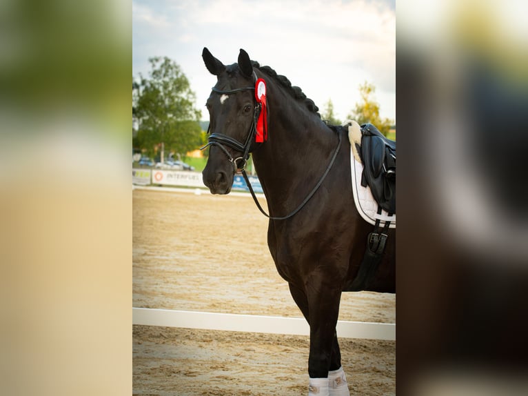 Westfaliano Caballo castrado 13 años 178 cm Negro in Wuppertal