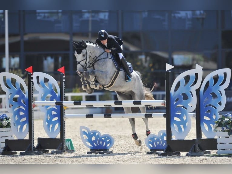 Westfaliano Caballo castrado 13 años 178 cm Tordo in Bergheim