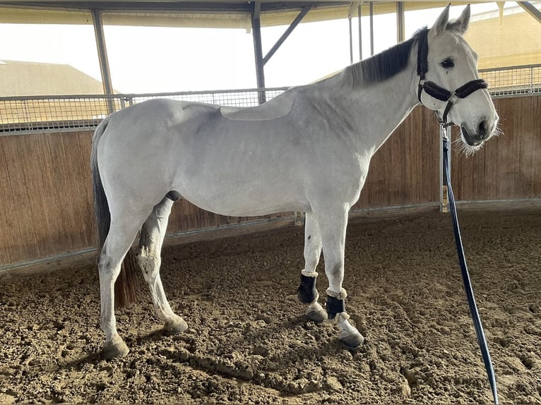 Westfaliano Caballo castrado 13 años 180 cm Tordo in Kaarst