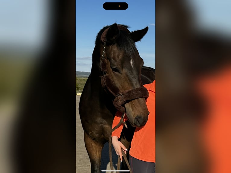 Westfaliano Caballo castrado 13 años 181 cm Castaño oscuro in Siegen