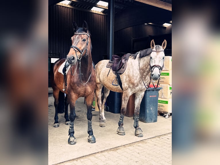 Westfaliano Caballo castrado 13 años 181 cm Castaño oscuro in Siegen