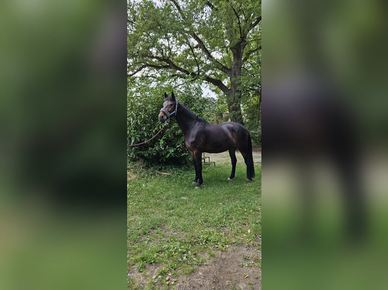 Westfaliano Caballo castrado 13 años Castaño in Hamburg