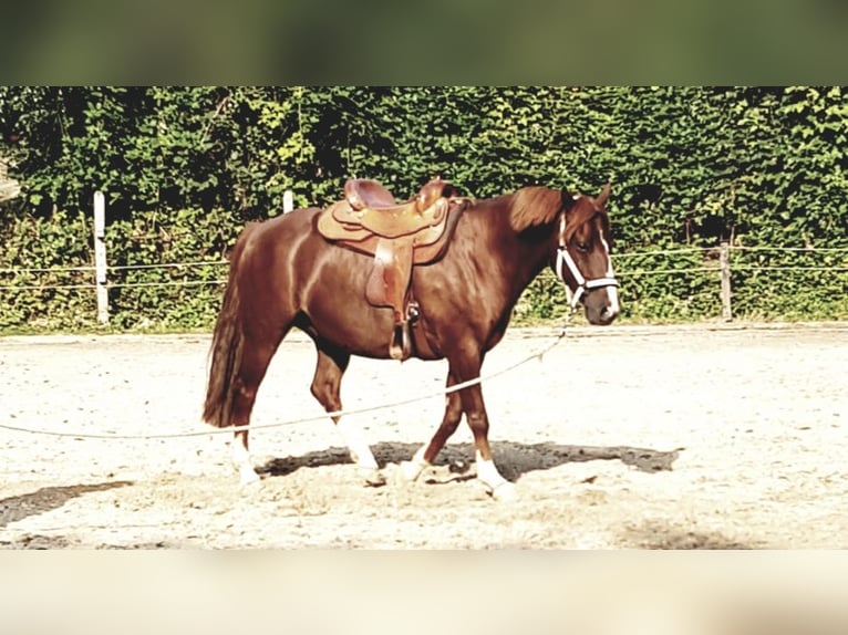 Westfaliano Mestizo Caballo castrado 14 años 157 cm Alazán in Wetter (Ruhr)