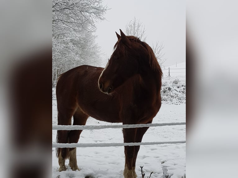 Westfaliano Mestizo Caballo castrado 14 años 157 cm Alazán in Wetter (Ruhr)