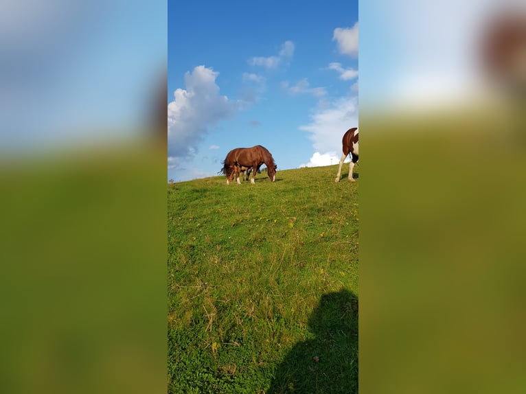 Westfaliano Mestizo Caballo castrado 14 años 157 cm Alazán in Wetter (Ruhr)