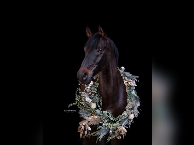 Westfaliano Caballo castrado 14 años 160 cm Castaño oscuro in Dülmen