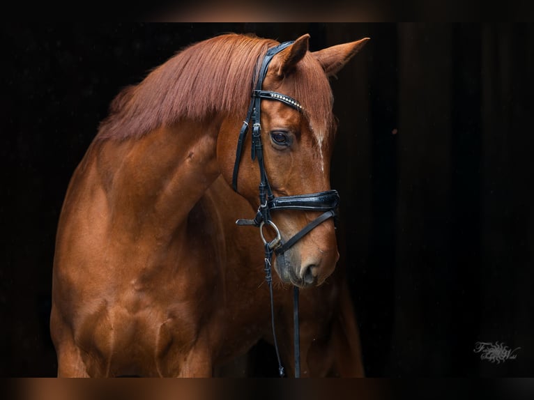 Westfaliano Caballo castrado 14 años 165 cm Alazán in Wielenbach