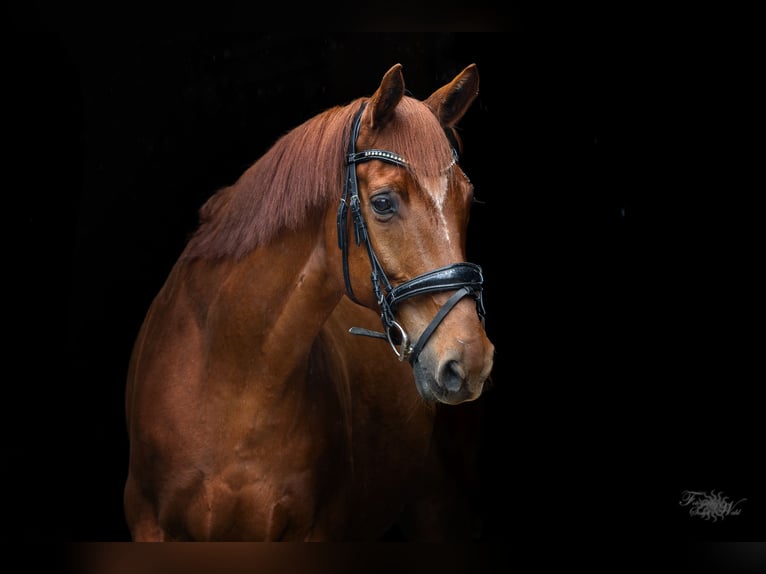 Westfaliano Caballo castrado 14 años 165 cm Alazán in Wielenbach