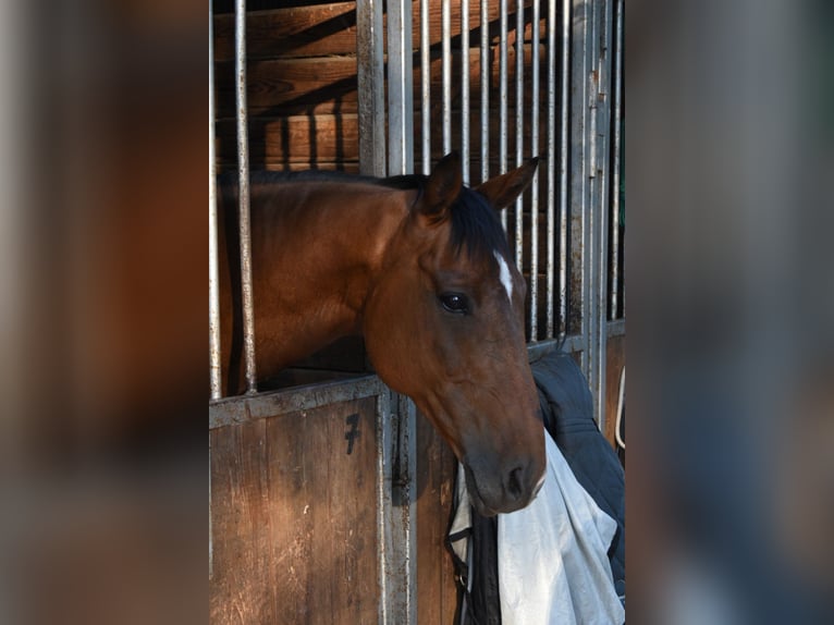 Westfaliano Caballo castrado 14 años 165 cm in Salzkotten