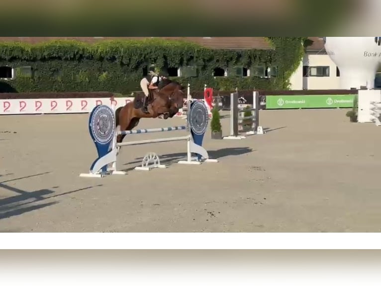 Westfaliano Caballo castrado 14 años 165 cm Castaño rojizo in Wola Kazubowa