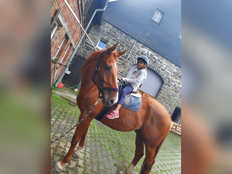 Westfaliano Caballo castrado 14 años 168 cm in Arnsberg