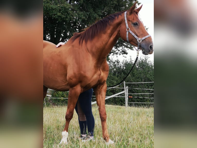 Westfaliano Caballo castrado 14 años 168 cm in Arnsberg