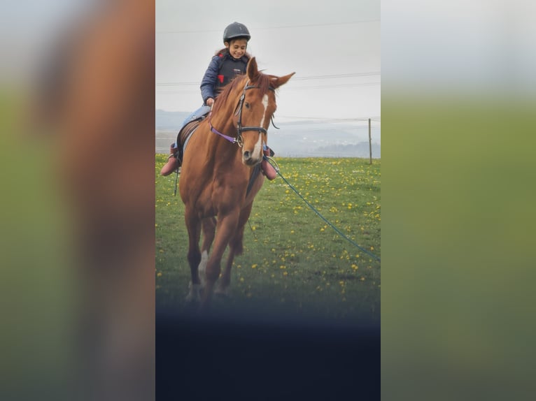 Westfaliano Caballo castrado 14 años 168 cm in Arnsberg