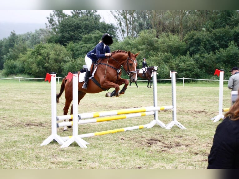 Westfaliano Caballo castrado 14 años 168 cm in Arnsberg
