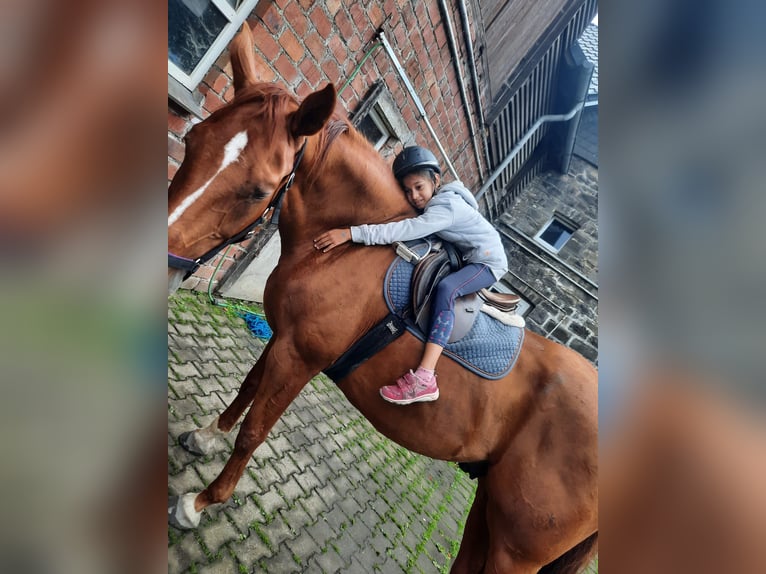 Westfaliano Caballo castrado 14 años 168 cm in Arnsberg