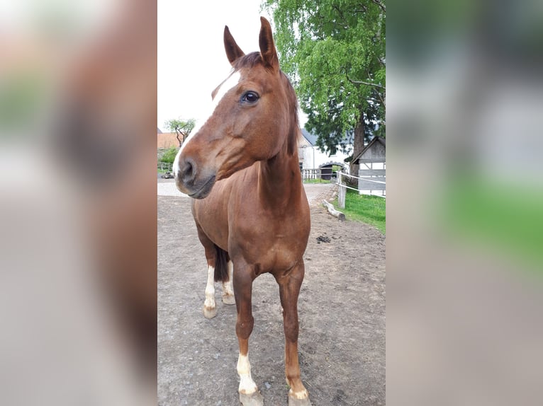 Westfaliano Caballo castrado 14 años 168 cm in Arnsberg