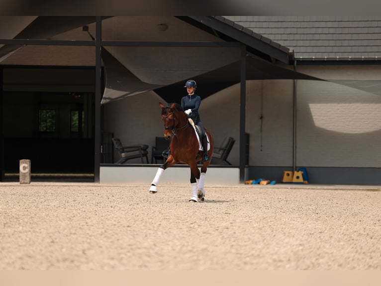 Westfaliano Caballo castrado 14 años 168 cm Castaño in Mol